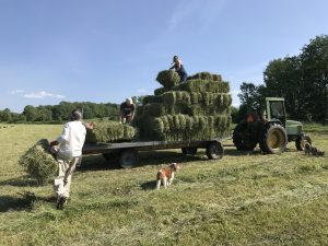 people loading hay on wagon with dogs