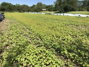 cover crop on vegetable farm