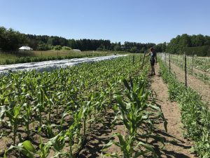Woman farmer in sweet corn field in late June