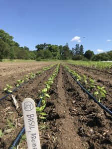 rows of basil