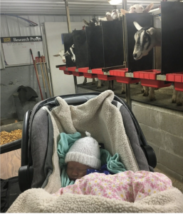 Sleeping baby in car set in goat milking parlor.